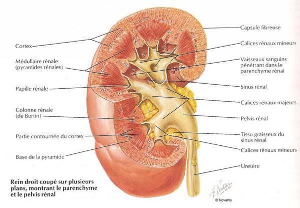 habitudes mortelles qui nuisent à vos reins