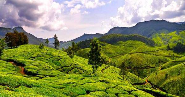 L’agriculture en Inde atteint des records sans pesticides 6cdf3011474d1c918824aecddcf931d8-l
