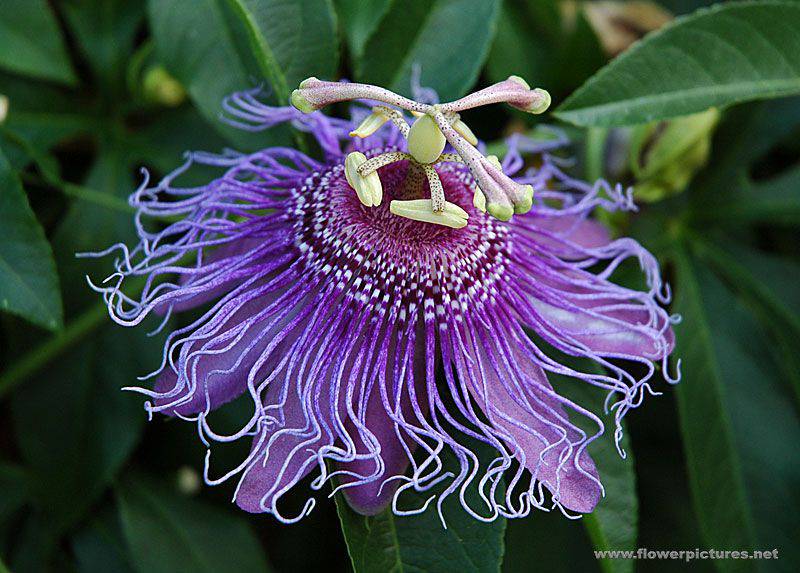 plantes médicinales (3)