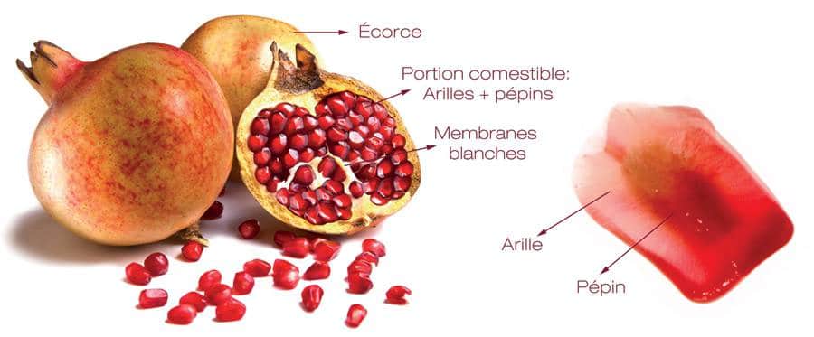 fruits - LES FRUITS COMMENÇANT PAR G Nettoyer-vos-artères-2