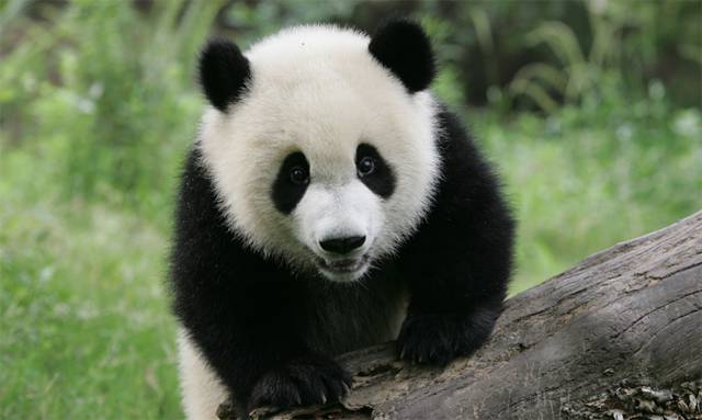 giant_panda Panda géant