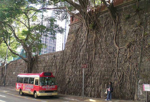 arbres rencontrent le béton