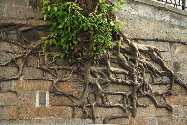 arbres rencontrent le béton