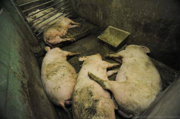 arrêter de manger du porc