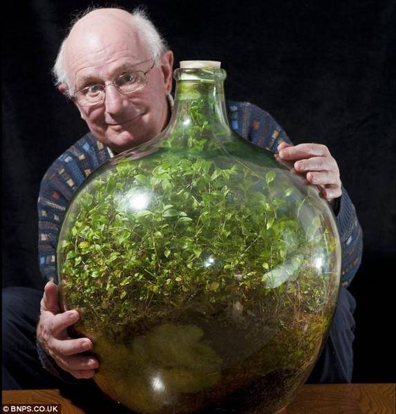 jardin dans une bouteille prospère