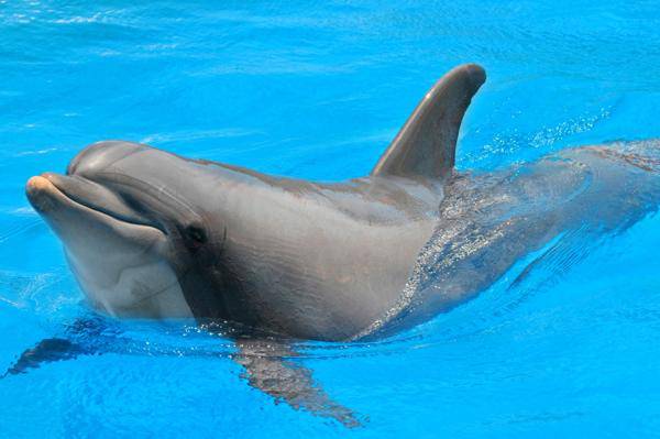 les dauphins sont des personnes