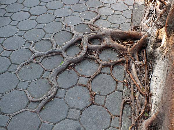 arbres rencontrent le béton