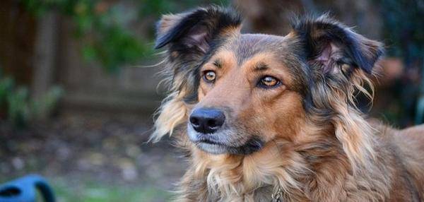 statut juridique des animaux