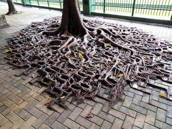 arbres rencontrent le béton