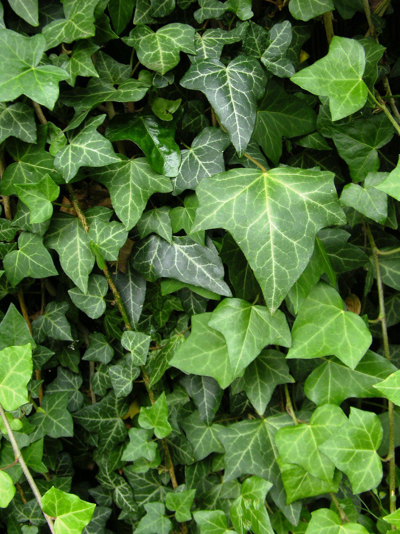 plantes d’intérieur