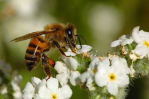  taux de mortalité des abeilles