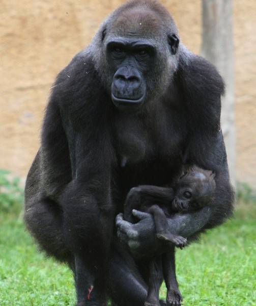 Les Animaux Pleurent La Perte De Leurs Proches Esprit