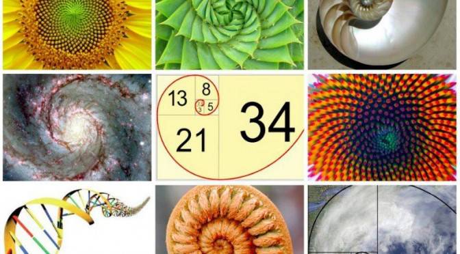 La magie de Fibonacci dans la nature, les maths de Dieu | Esprit  Spiritualité Métaphysiques