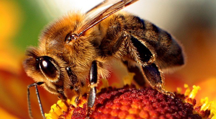 abeilles-sont-toutes-en-train-de-disparaître