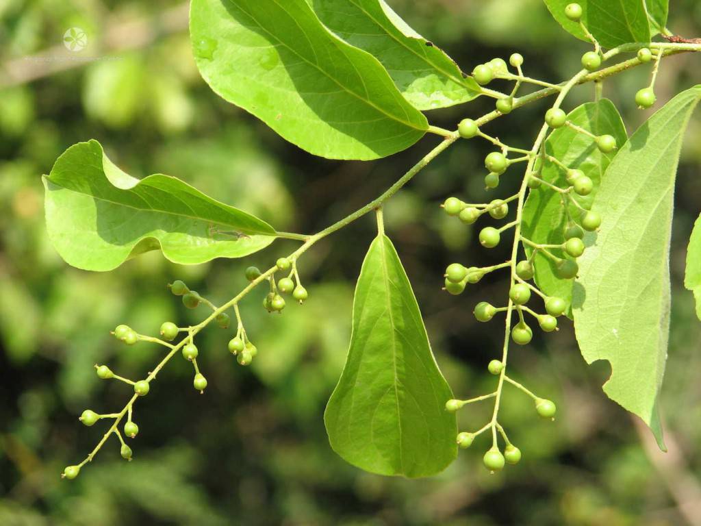 plantes-légales (1)