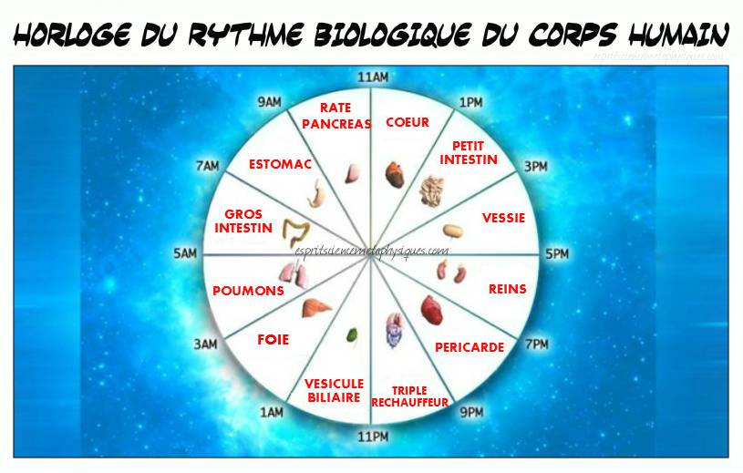 Horloge du rythme biologique