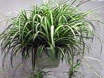 chlorophytum D.R.