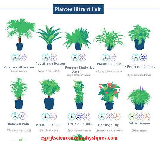 plantes-d-intérieur-2