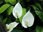 Spathiphyllum D.R.