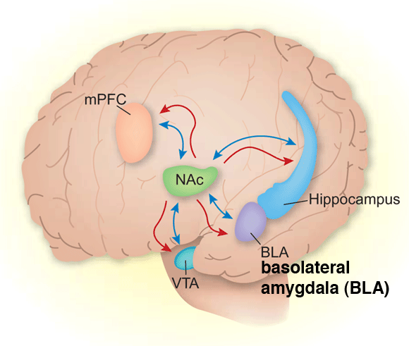 amygdale-basolatérale