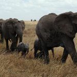 éléphants désespérés