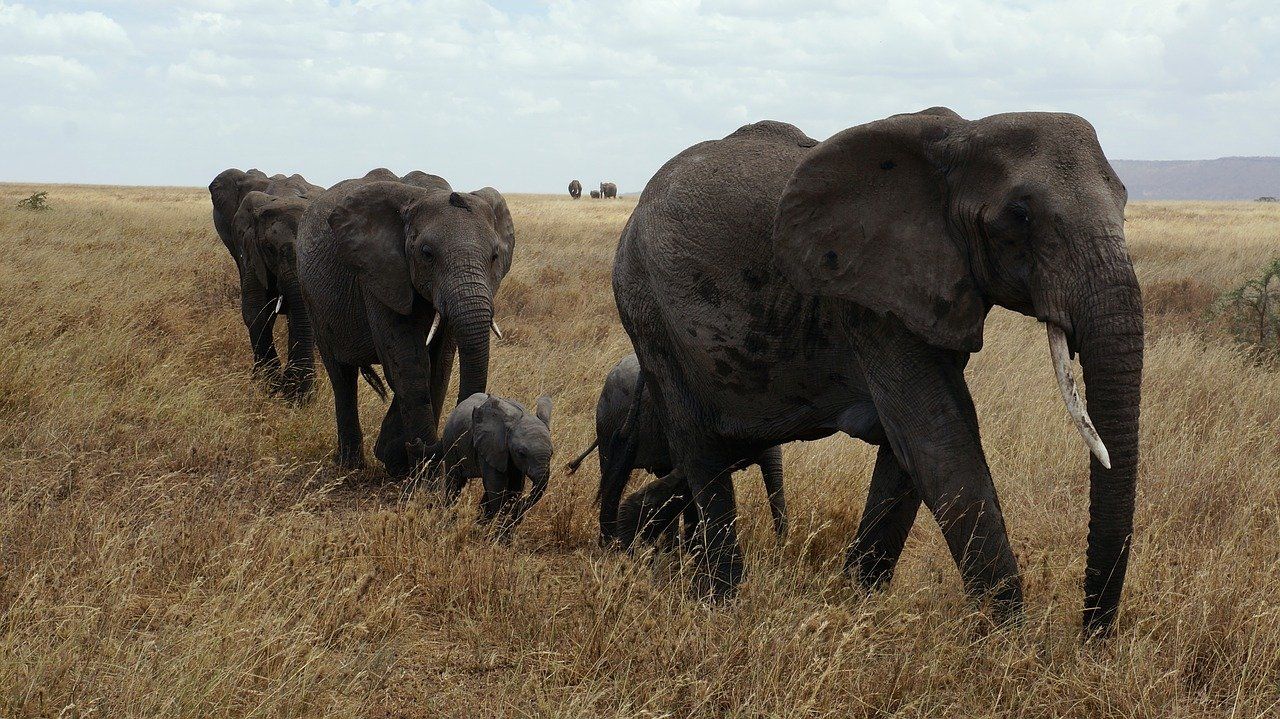 éléphants désespérés