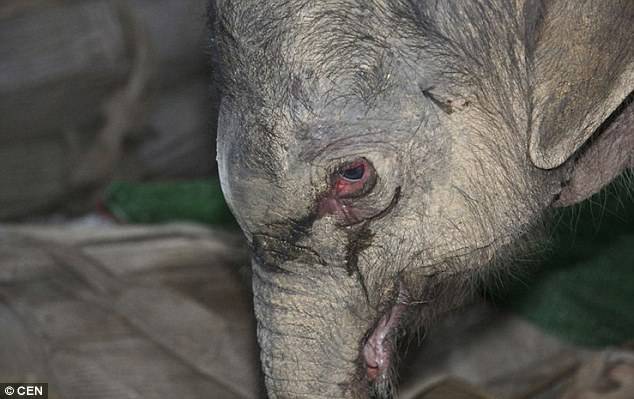 Les Animaux Ont Ils Des Sentiments Ce Bébé éléphant A