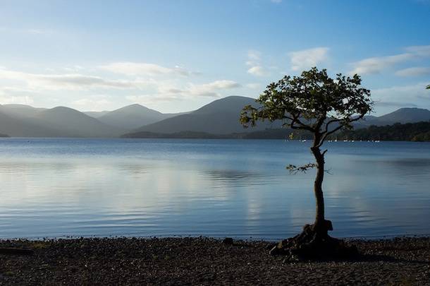 Lake-tree