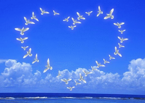 Les Oiseaux Sont Nos Messagers Et Ils Méritent Dêtre