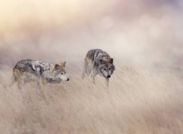 Les deux loups, une histoire amérindienne qui va changer votre vie