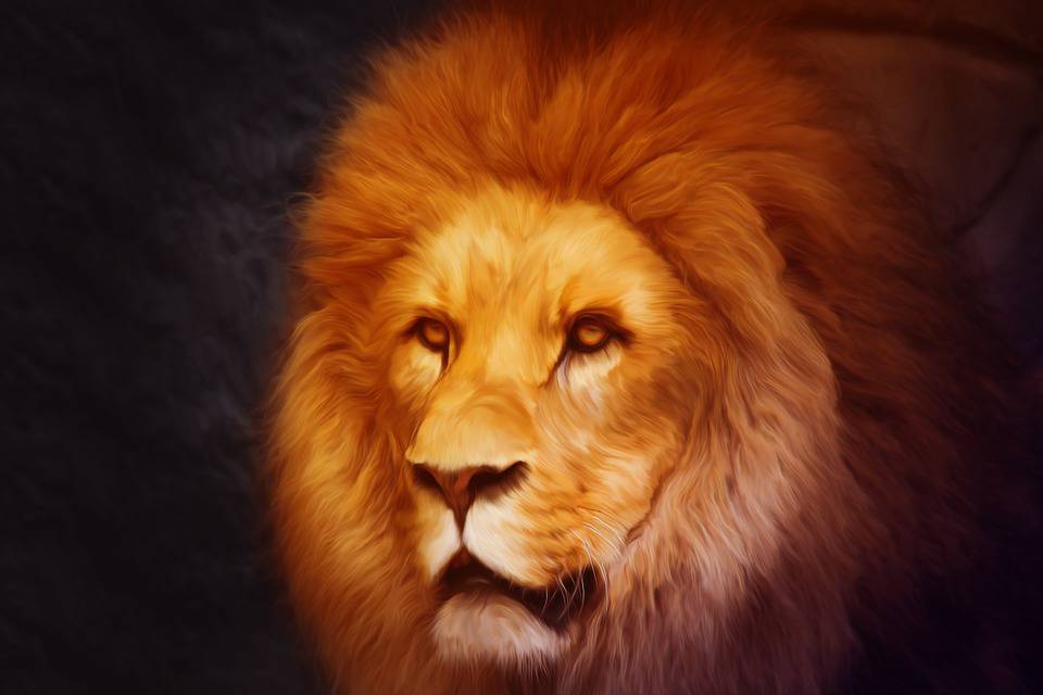 Lion, Photoshop, Portrait, Monde Animal, La Composition