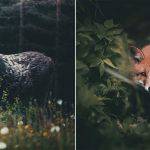 Konsta Punkka est un photographe animalier Finlandais qui capture la vie quotidienne de certaines des créatures de la forêt les plus capricieuses de la Terre.
