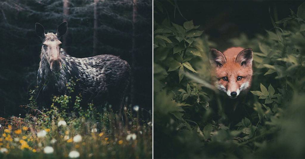 Konsta Punkka est un photographe animalier Finlandais qui capture la vie quotidienne de certaines des créatures de la forêt les plus capricieuses de la Terre.