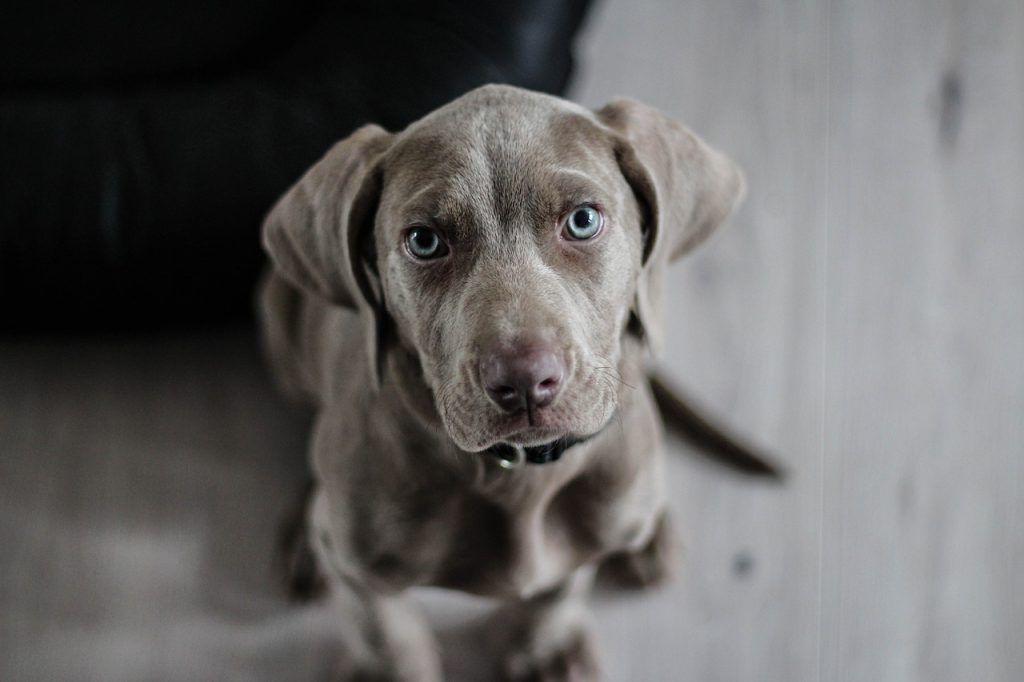 La science affirme que votre chien comprend ce que vous dites