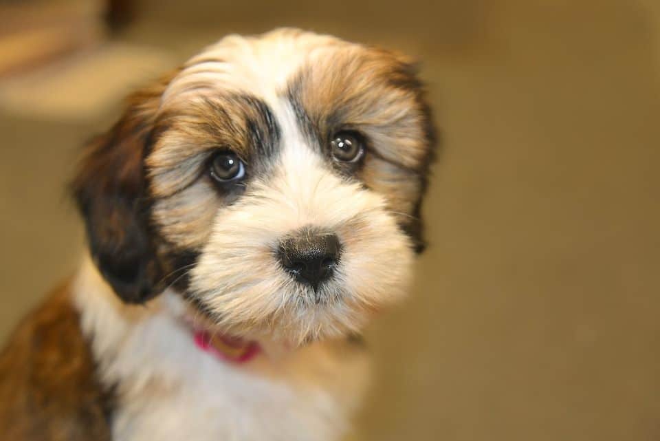 Tibet Terrier, Mignon, Animal De Compagnie, Chien