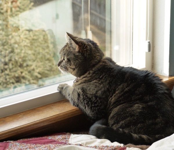 C'est parce que ce chien était follement en amour avec le chat dans la rue - qui aussi se percher dans la fenêtre avant de sa maison.