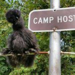 Cette poule noire est persuadée d'être un chien, donc sa maîtresse la traite comme si elle en était un