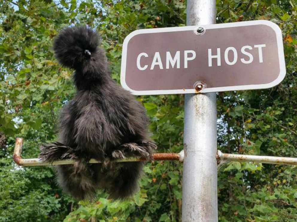 Cette poule noire est persuadée d'être un chien, donc sa maîtresse la traite comme si elle en était un