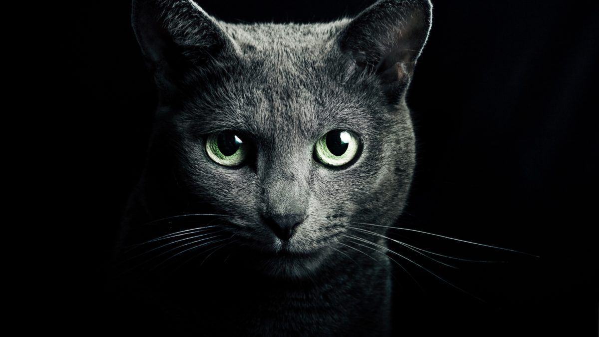 Mythe : les chats noirs portent-ils vraiment malheur?