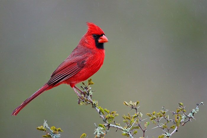 Si ces 15 animaux croisent votre route, c’est que « l’au-delà » vous contacte 5