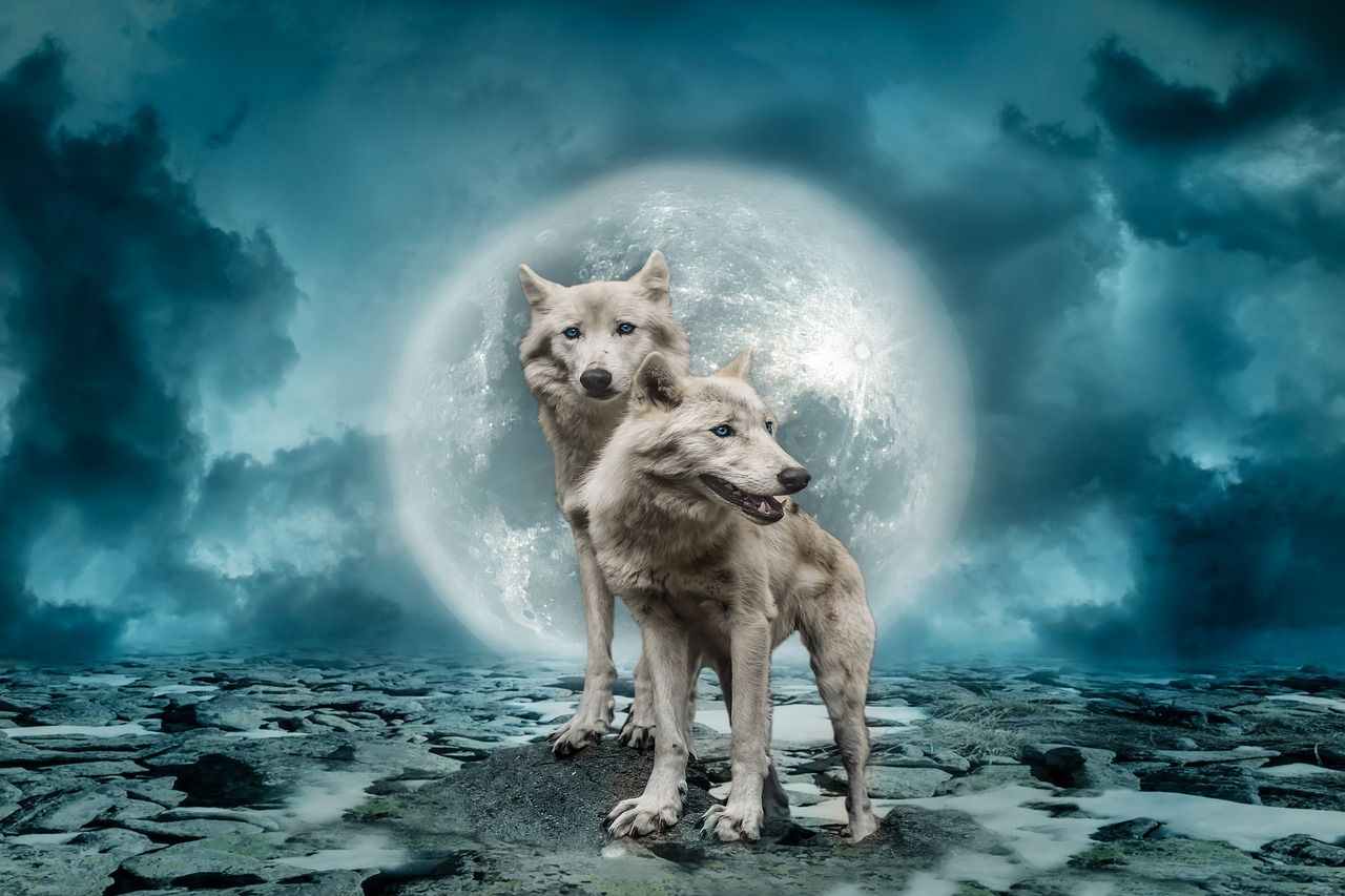 pleine lune des loups