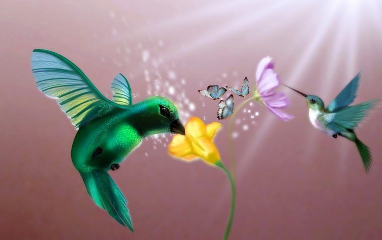 Le colibri possède une signification spirituelle importante selon ...