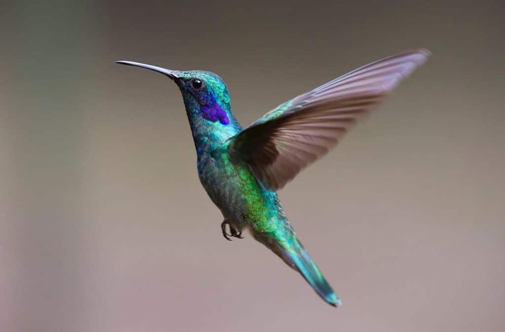 Le colibri possède une signification spirituelle importante selon