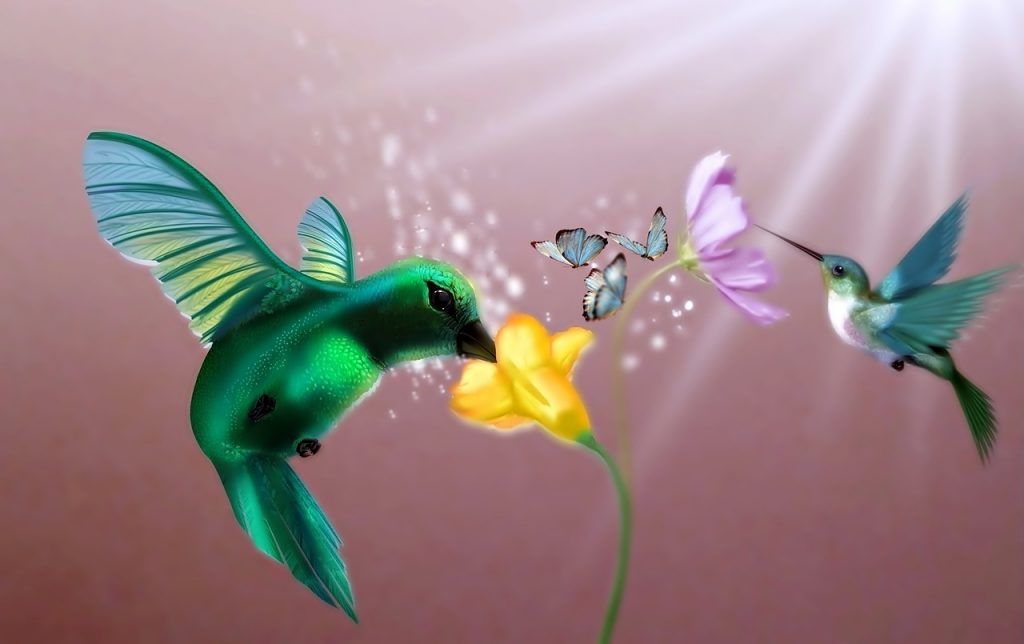 Le colibri possède une signification spirituelle importante selon