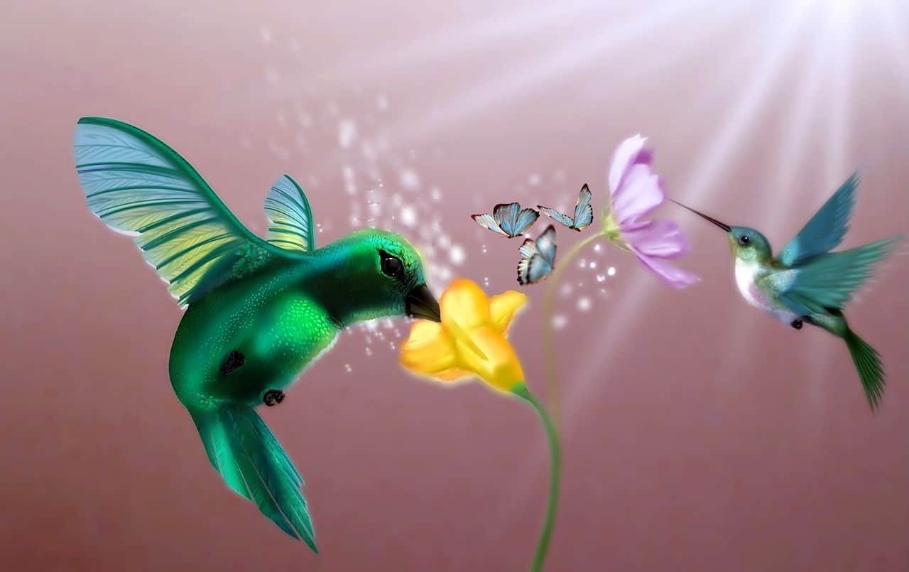 colibri possède une signification spirituelle