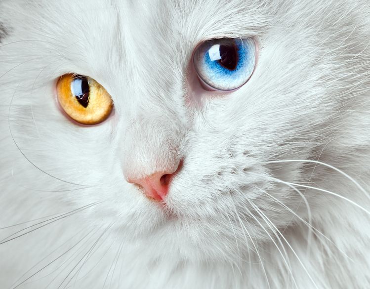 Symbolisme du chat blanc