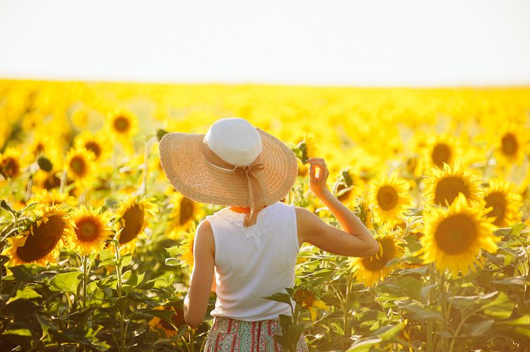 écoutez les vibrations d'un tournesol