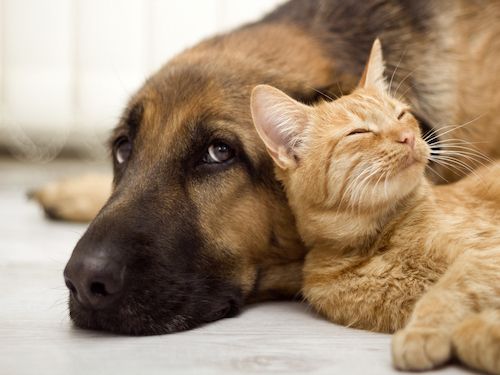 chien ou un chat a une signification spirituelle