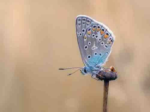 Quelle est la signification des papillons qui croisent notre chemin ? Signification-des-papillons-2