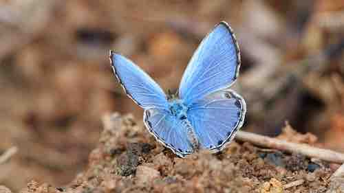 Quelle est la signification des papillons qui croisent notre chemin ? Signification-des-papillons